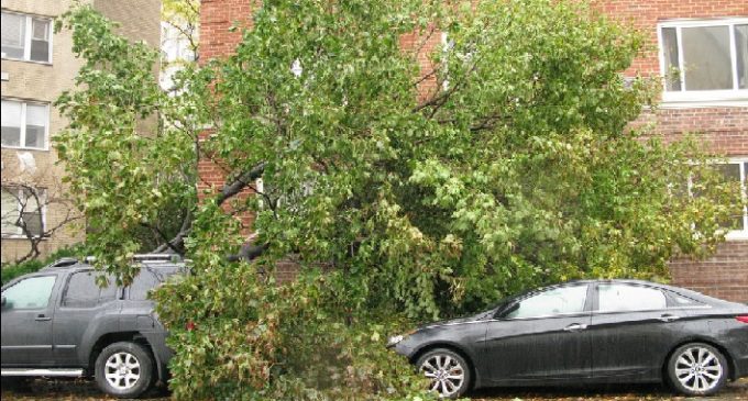 Szkody wyrządzone przez złamane drzewo – kiedy przysługuje odszkodowanie?